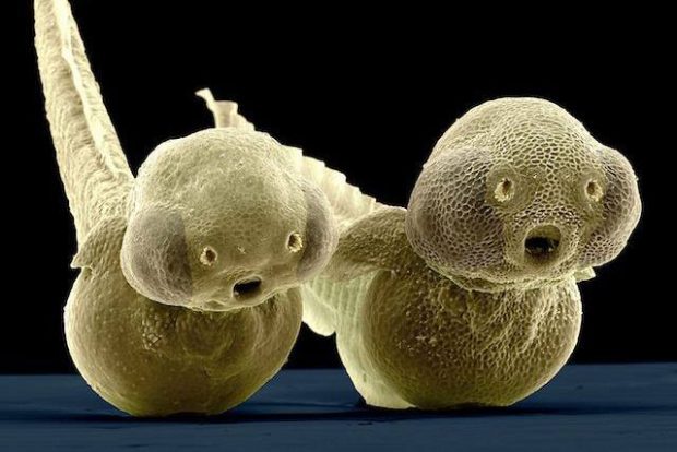 Zebrafish Embryo