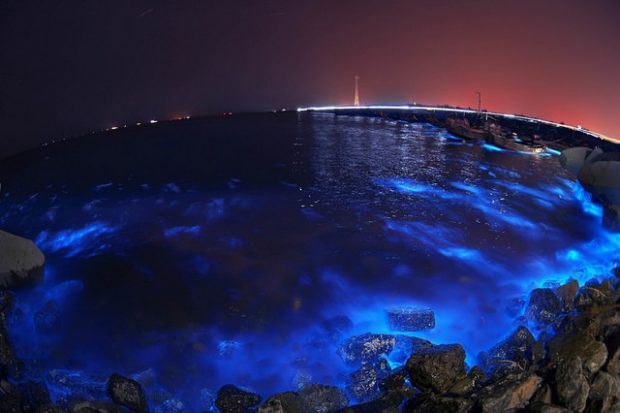 Bioluminescent Algae