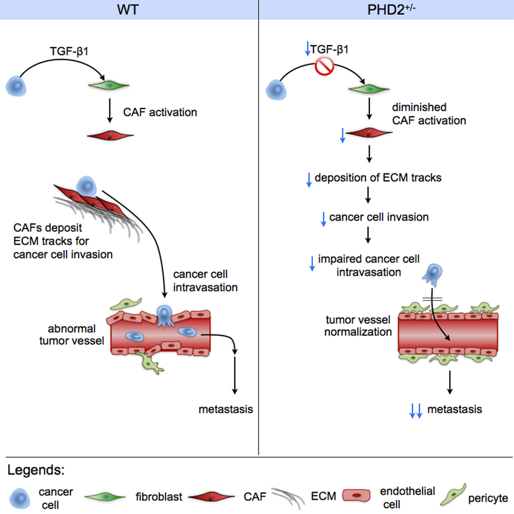 Dewerchin_Schematic