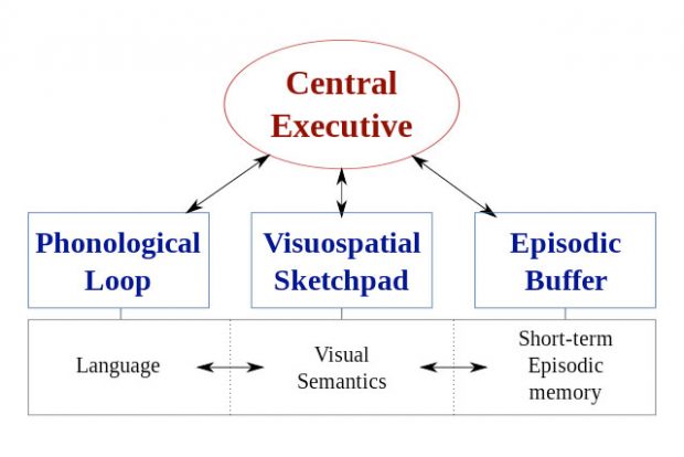 Baddeley's model of working memory / Wikimedia Commons