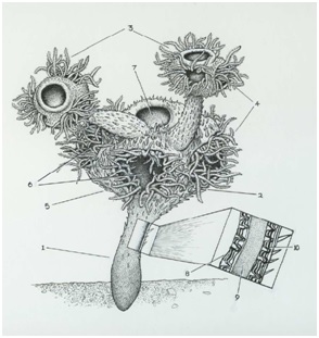 Namacalathus reconstruction