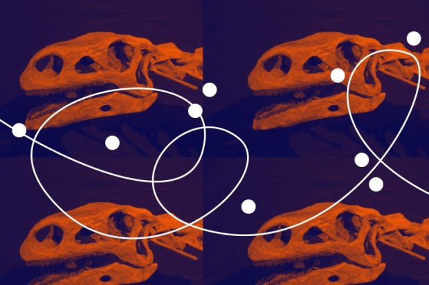 "Only a very few groups of early mammals survived the K-T extinction and evolved into today’s species"