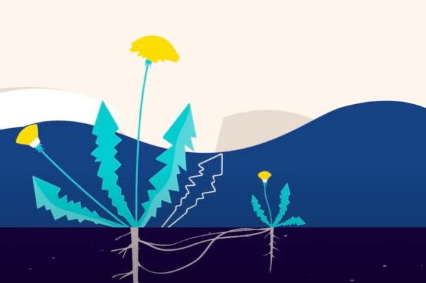 Animal nerve signal is an innate plant stress signal