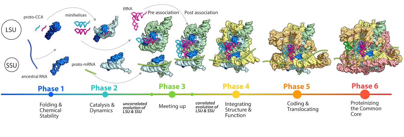 Ribosome evolution