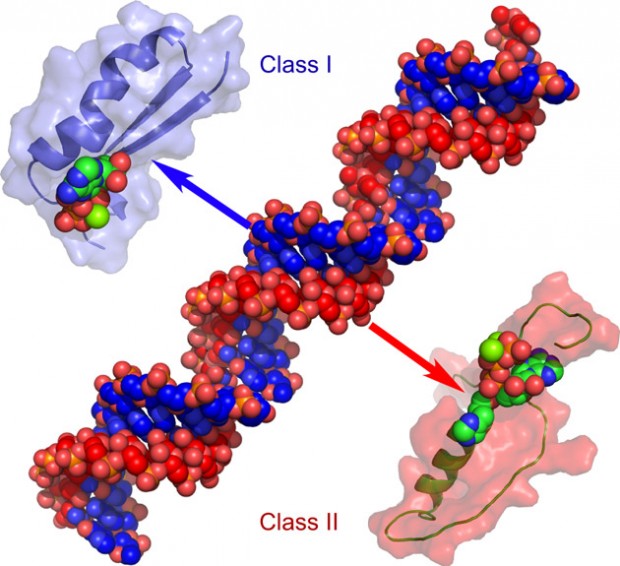 Computer model of urzymes and protozymes
