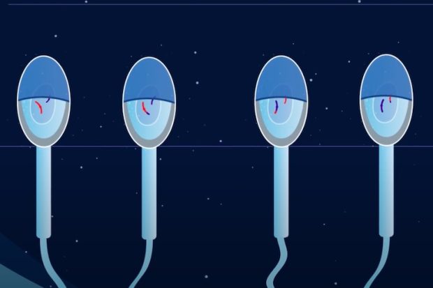 Fruit flies diversify their offspring when sick