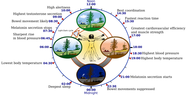 The 24-hour human Biological Clock //Wikipedia